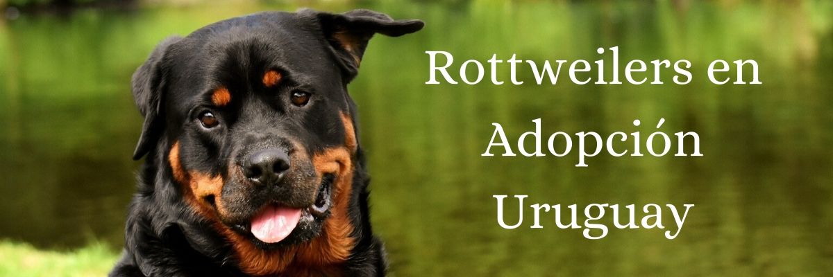 Rottweiler Uruguay